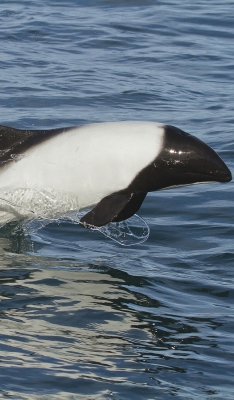 Navegá con los delfines más lindos del mundo Navegá con los delfines más lindos del mundo